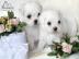 s��er Malteser-Welpen