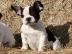 Wundersch�ne Franz�sisch Bulldogge Welpe