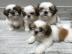 Shi Tzu Welpen