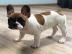 Franz�sische Bulldogge , Welpen abgabebe