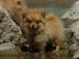 Bildsch�ne Pomeranian Welpen