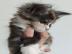 Zuckers��es Maine-Coon-K�tzchen sucht ei