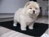 Chow chow welpen alle farben