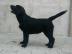 Labrador retriever puppies