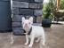 Entz�ckende franz�sische Bulldoggenwelpe