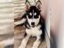 Lieferung fertig! Husky Welpe mit Papier