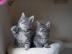 Maine Coon-kittens te koop