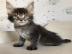 Baby kitten mit papieren