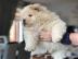 Chow Chow Welpen VDH/FCI