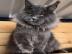 Maine-Coon-K�tzchen zu verkaufen!