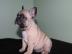 Reinrassige Franz?sische Bulldogge Welpe