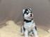 M�nnliche und weibliche Siberian Husky-W