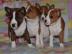 Reine Rasse Basenji Welpen
