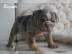 English/Englisch Bulldog in lilac/merle,