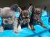 Franz�sische Bulldoggen R�den