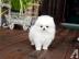 POMERANIAN ZWERGSPITZ BOO WELPEN ZUM VER