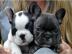 s��er Franz�sisch Bulldogge-Welpen