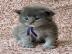 Maine-Coon-K�tzchen zu adoptieren.  Whats