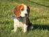 Beagle Babys