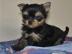 Biete: Yorkshire Terrier Welpen (Hunde)