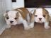 Exclusive Englische Bulldoggen Welpen