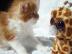 B Wurf - reinrassige Maine Coon Kitten