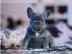 Sch�nes Blau tr�gt Frenchie Babies