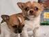 CHIHUAHUA Welpen zur Annahme