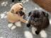 Pug puppies