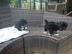 Bolonka Zwetna Welpen (R�den und H�ndinn