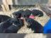 Rottweilerwelpen