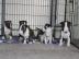 Wundervolle Miniatur Bullterrier welpen