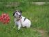 Franz�sisch Bulldogge Welpen  400EUR