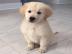 Sch�ne golden retriever-Welpen f�r die R