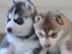 Siberian Husky Welpen mit VDH / DCNH / F