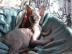 Sch�ne Sphynx K�tzchen
