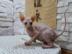 Sch�ne Sphynx K�tzchen