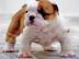 S��e reinrassige English Bulldogge