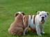 Kr�ftige Englische Bulldoggen