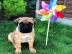 Adorable Bullmastiff Welpen zu verkaufen