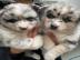 Reinrassige Pomsky Welpen