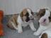 English Bulldog Welpe, R�de in seltener