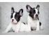 Franz�sische Bulldogge Welpen: WHATSAPP