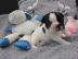 Franz?sische Bulldogge Welpen mit Papier