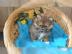 S��es Zwergspitz-Pomeranianm�dchen sucht