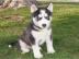 Siberian Husky Welpen