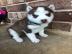 Weihnachtsgeschenk SIBERIAN HUSKY Welpen