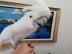 REGENSCHIRM COCKATOO ZU VERKAUFEN