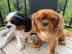 S??e Cavalier king charles Welpen