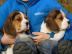 Charmant Beagle-Welpen
